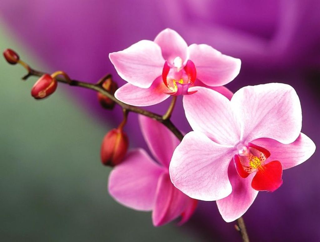Shing Chen Tsao Profile Photo