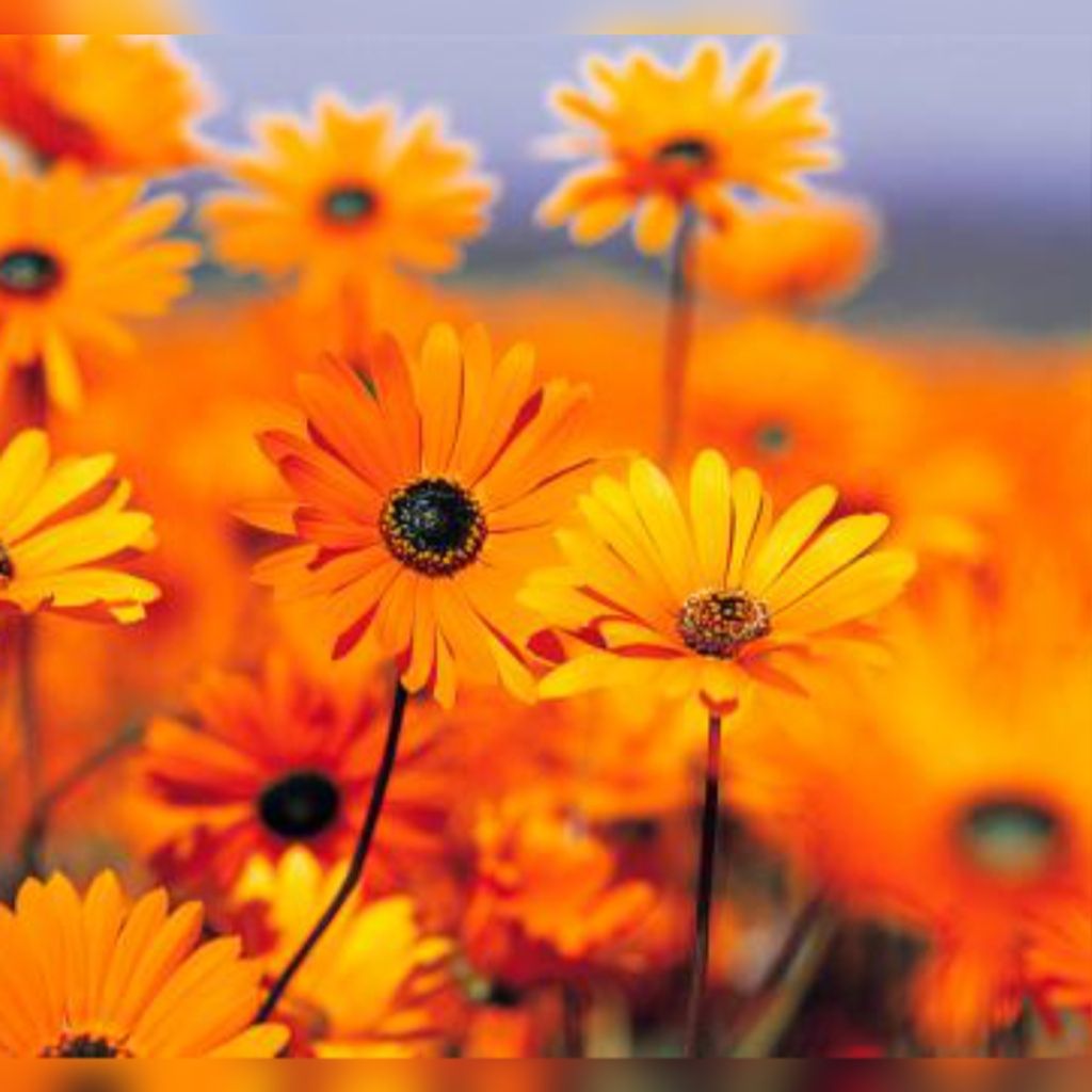 Jeanne Marie Lloyd Profile Photo