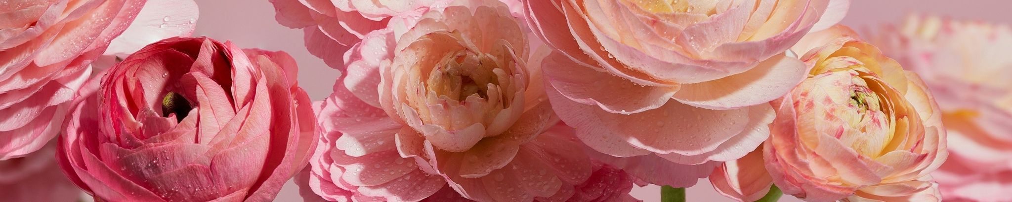 Cover photo for Maria D'Erasmo's Obituary