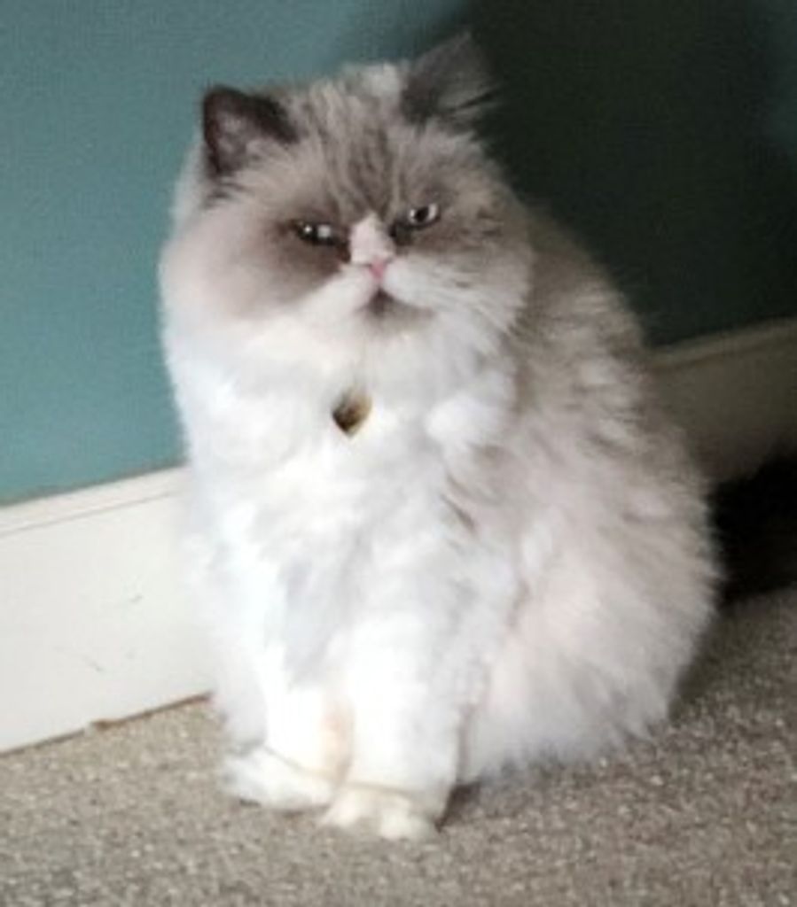 Mr. Bojangles Fowler Profile Photo