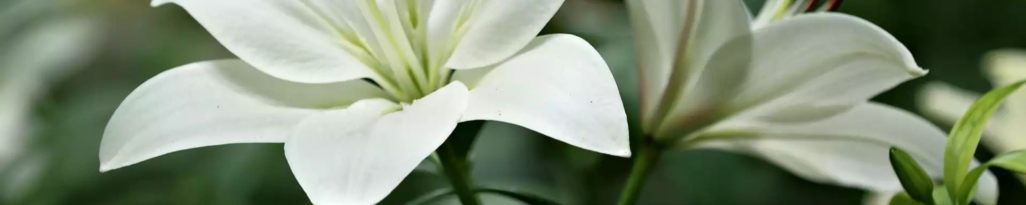 Cover photo for Diane "Di" Felch's Obituary