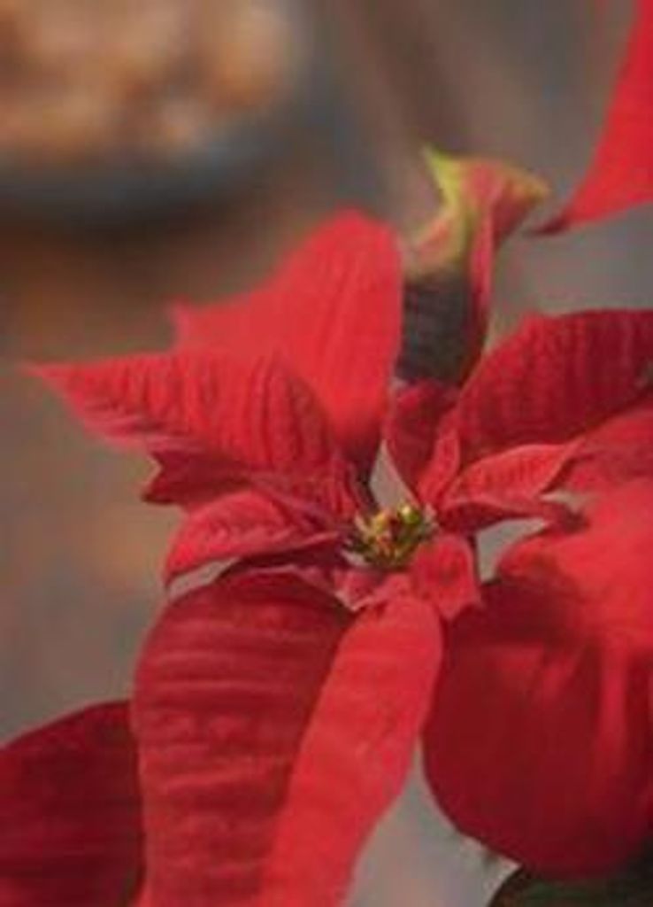 Celia L Lopez Profile Photo