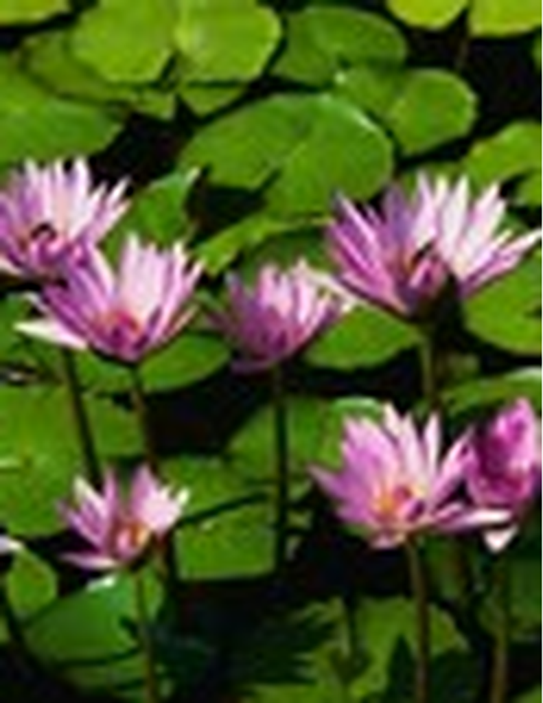 Lillian Blackmon Hammock Jiles