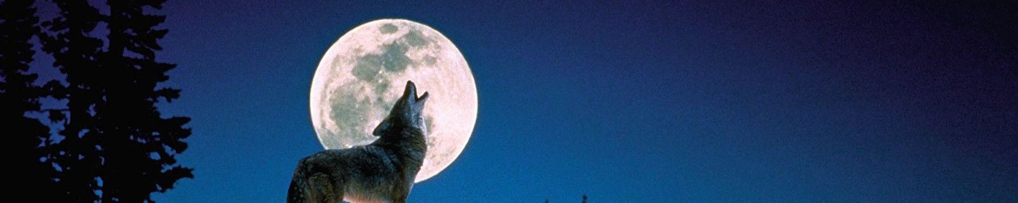 Cover for Timothy S. Belville's Obituary