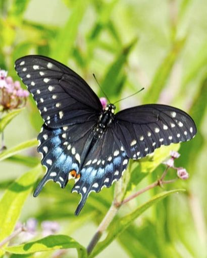 Frances Arnt's obituary image