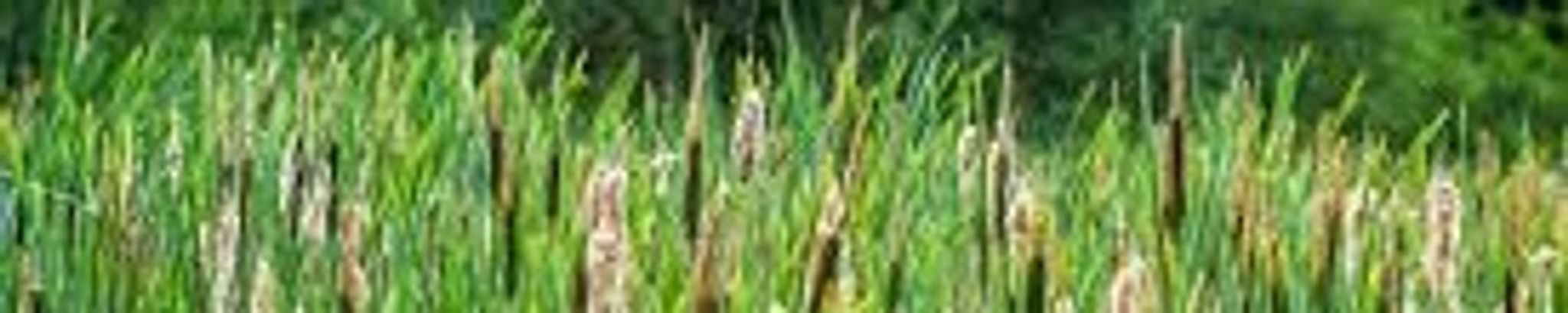 Cover for Eva Darlene (Albright) Parisi's Obituary