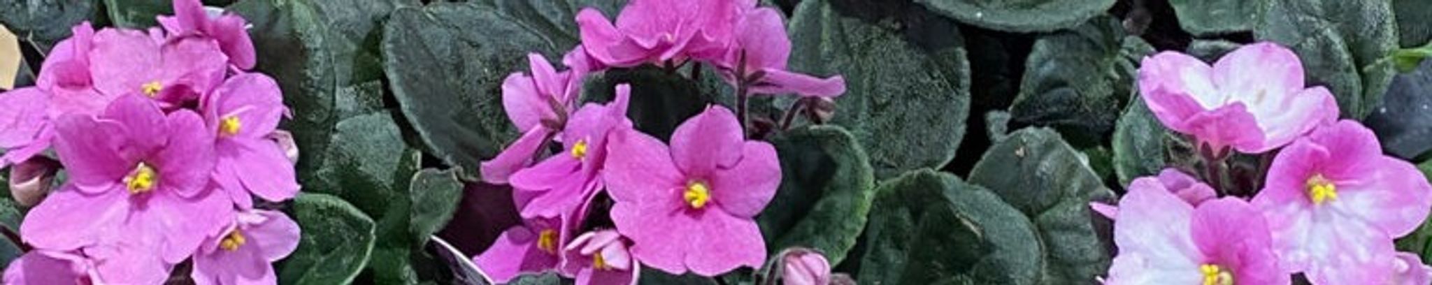Cover photo for Debra Glendenning's Obituary