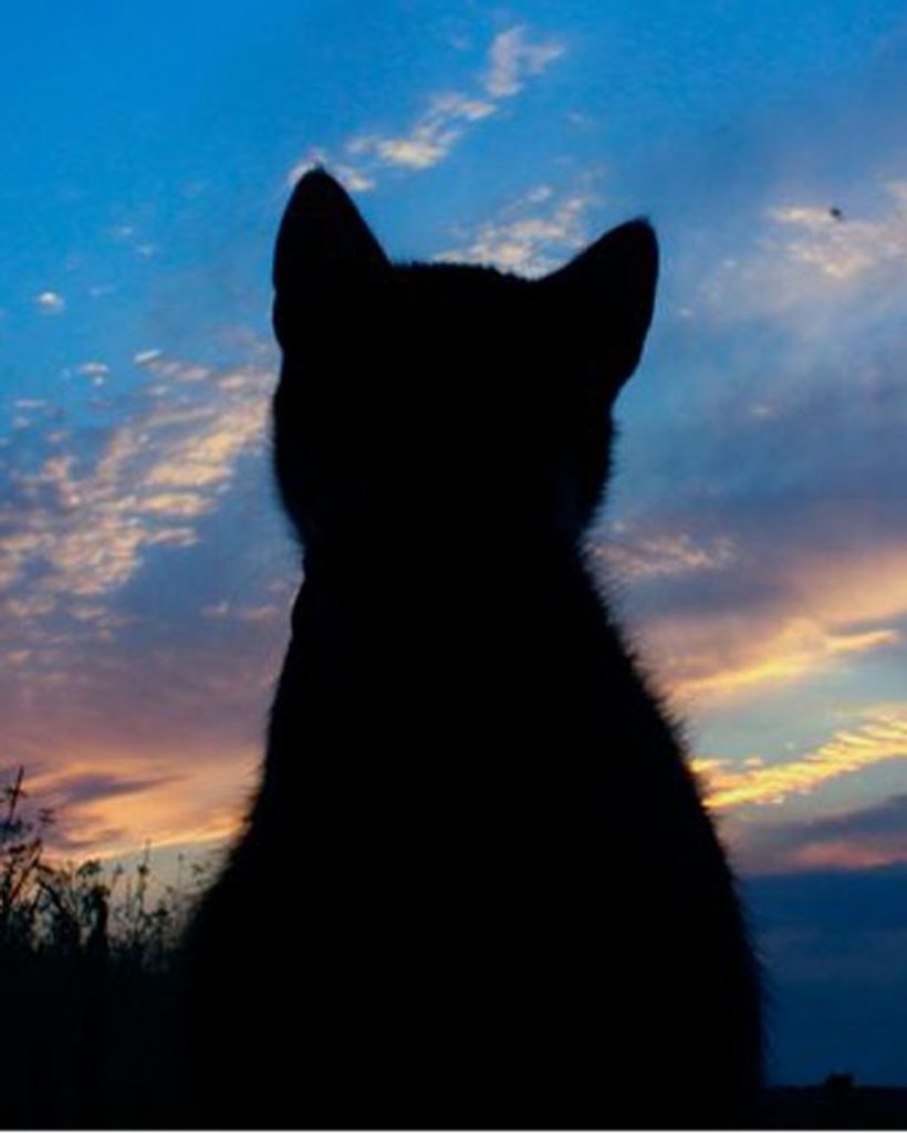 Meredith Lynn Patten