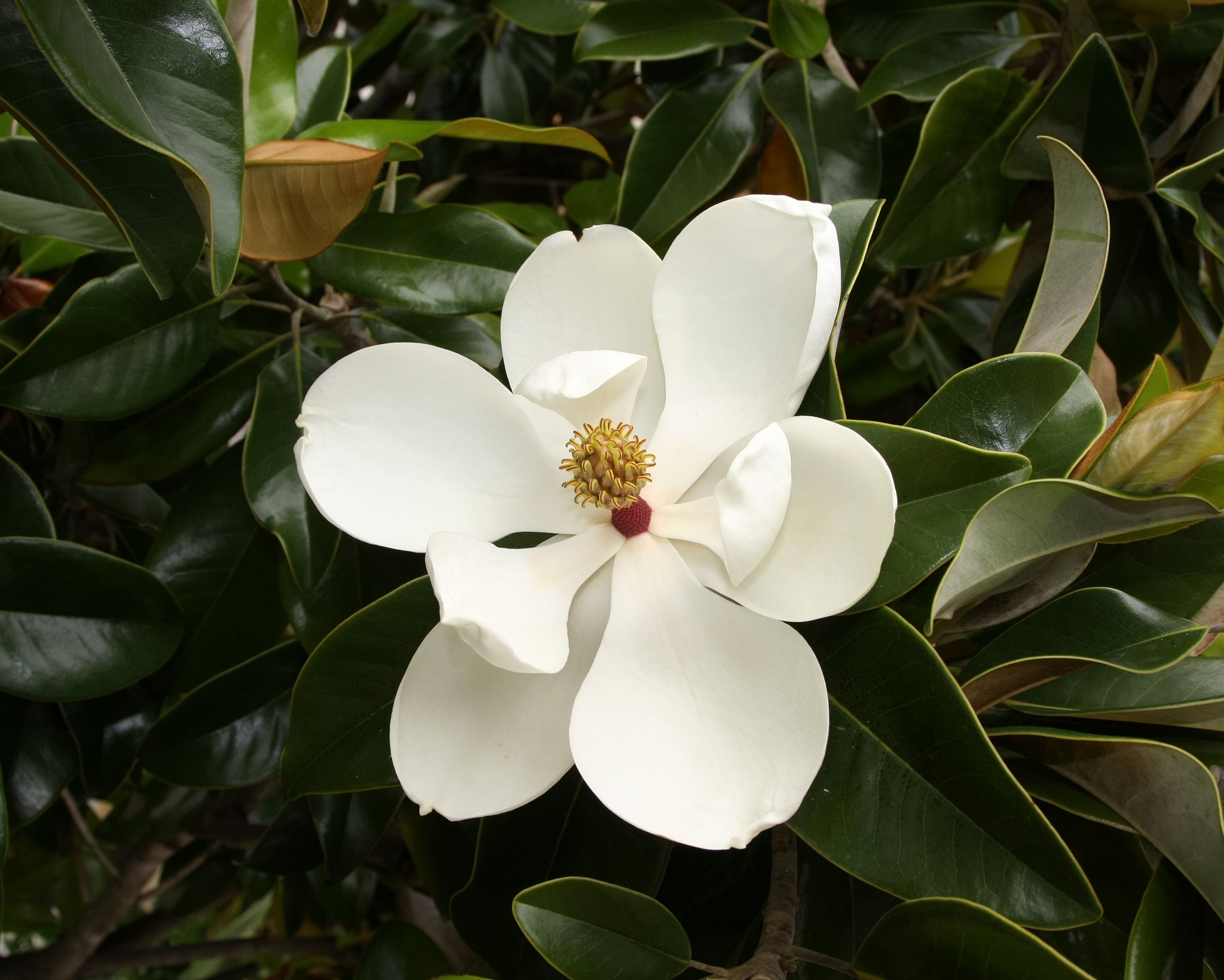 Cover photo for Betty Juana De Leon's Obituary
