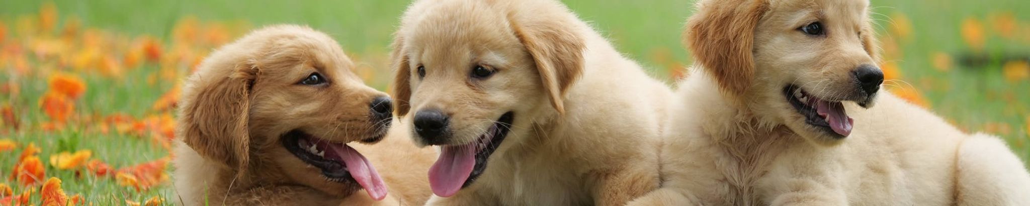 Cover for Melody Lynn Quammen's Obituary