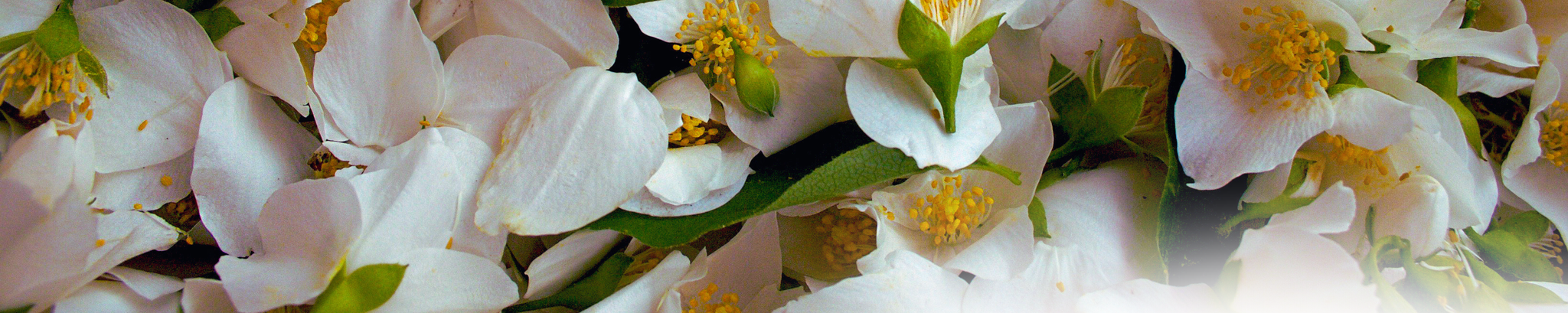 Cover for Veena Machhar's Obituary