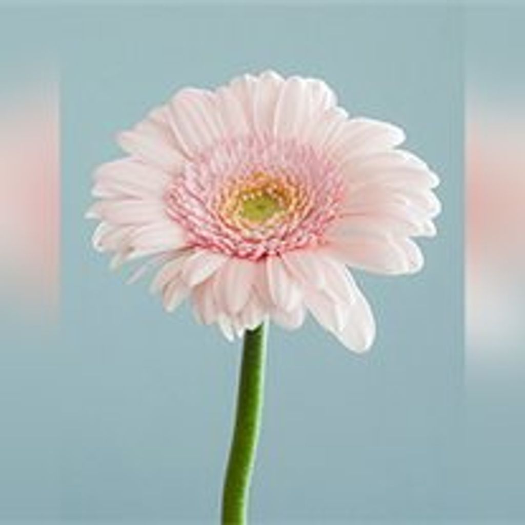 Diana K. Campbell Profile Photo