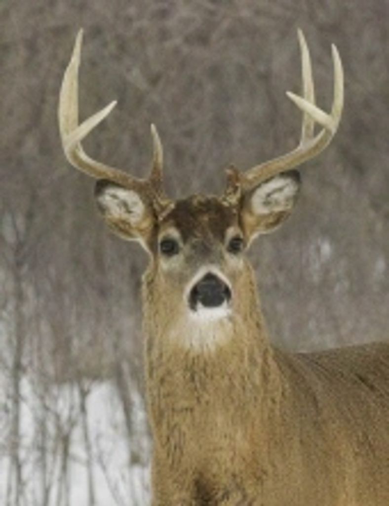 Ronald L. Wheaton Profile Photo