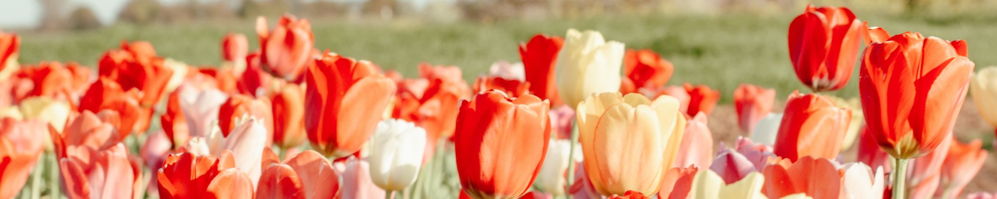 Cover photo for Charlene Fay Krueger's Obituary
