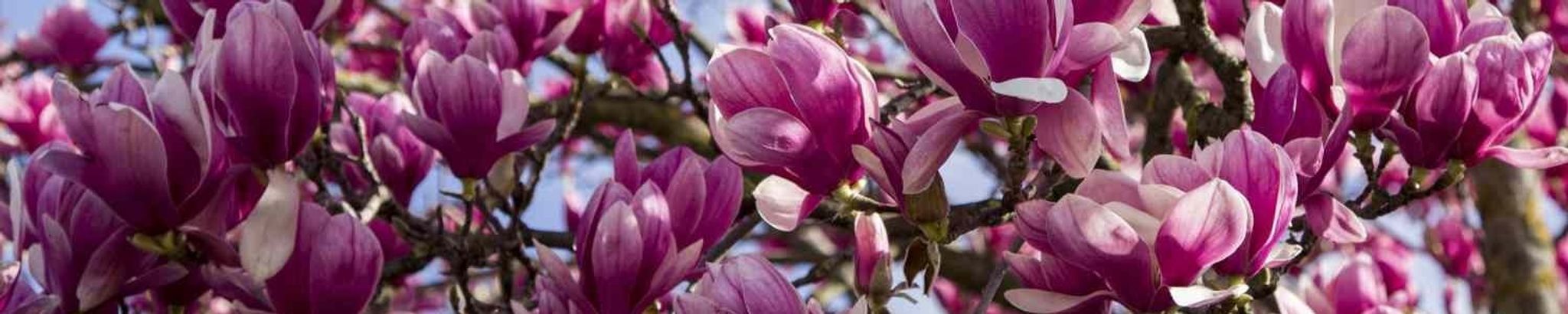 Cover photo for Hazel Shaw's Obituary