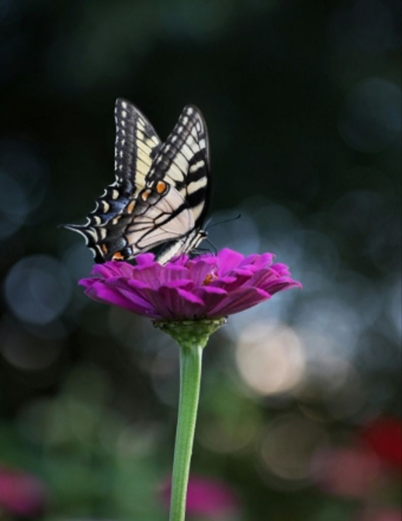 Cheryl Marie Wilson-Herbert