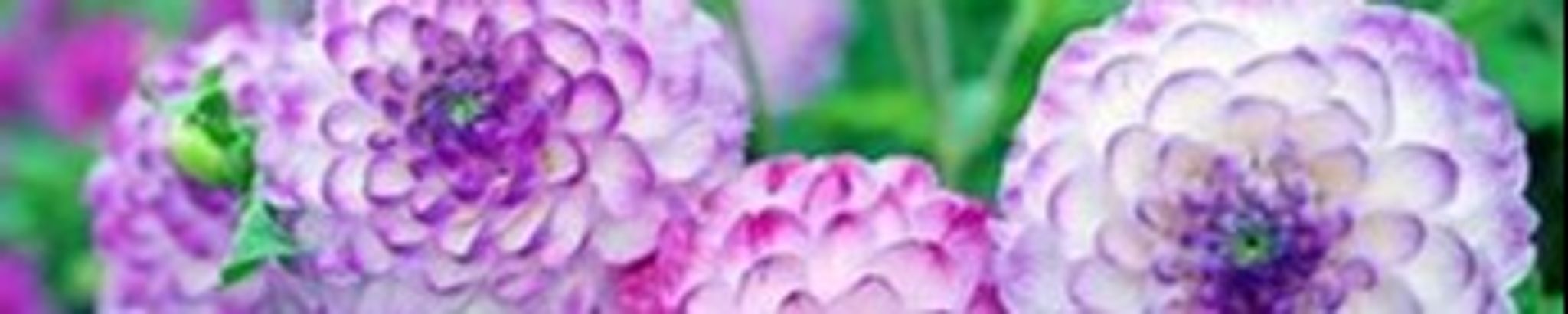 Cover photo for Angeles & Joan Arrien's Obituary