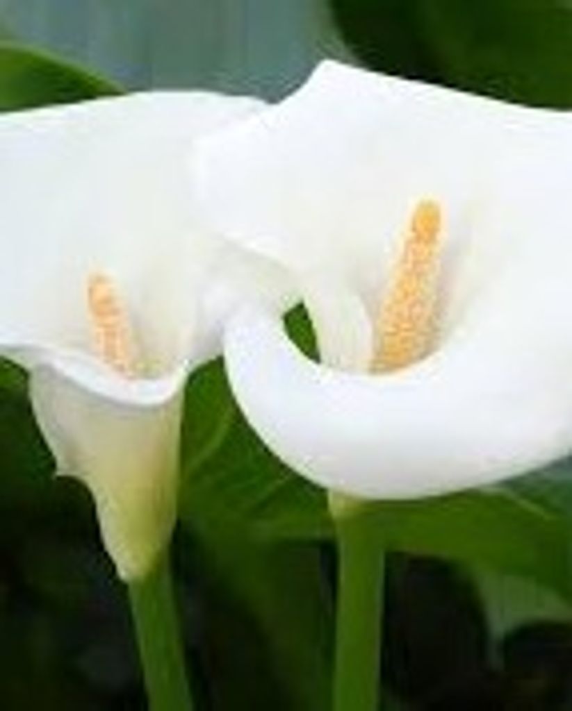 Tymore Eafford Profile Photo