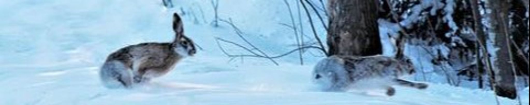 Cover for James E. Tennis's Obituary