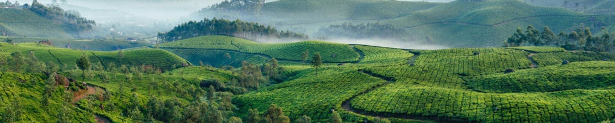 Cover for Meera Kannan's Obituary