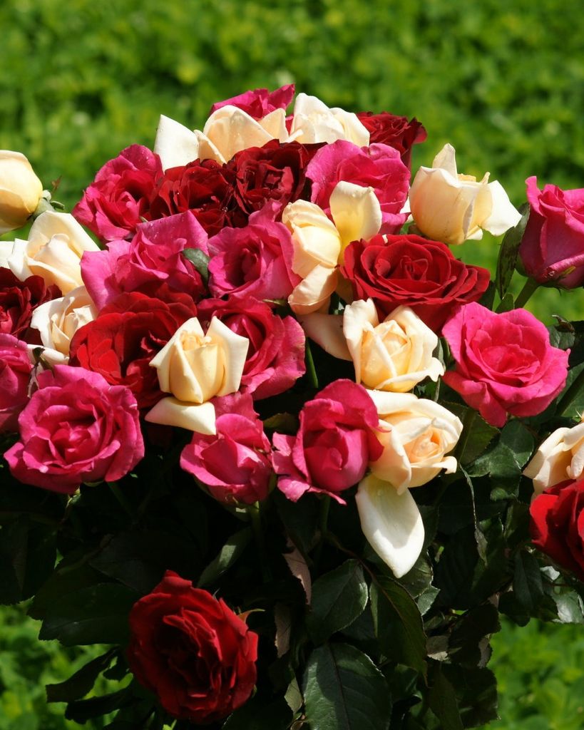 R. Eileen Fisher Profile Photo