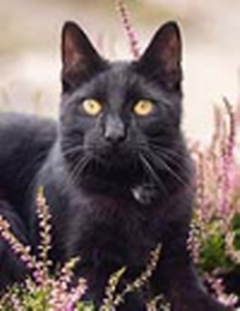 Carol  Elizabeth Becker