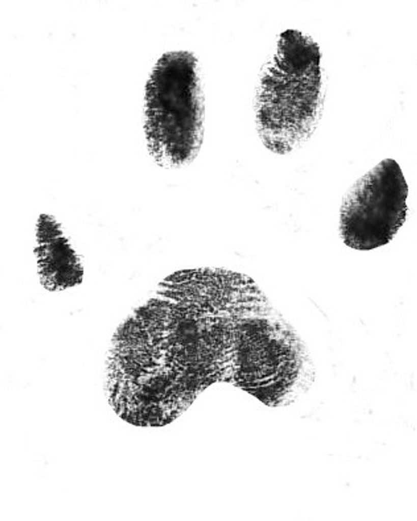 Clementine Stewart Profile Photo