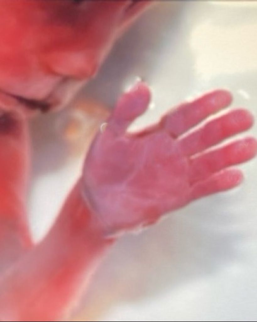 Oak Rayne Levi