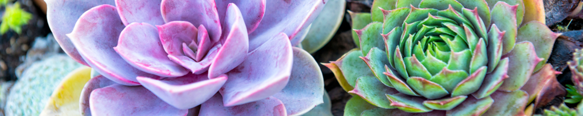 Cover for Kasha Rose Guild's Obituary