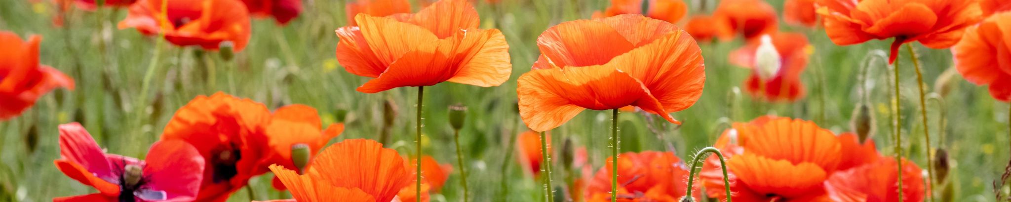 Cover for Betty Williams Lee's Obituary