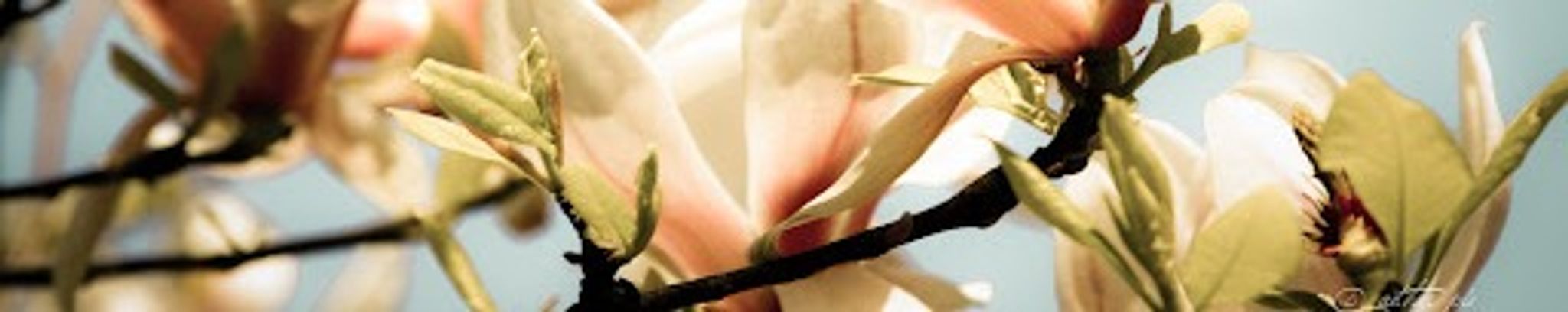 Cover for Bettye Beckham Crow's Obituary