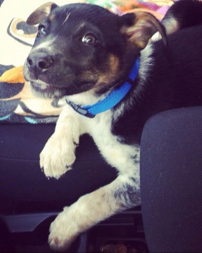 Scrappy Frank