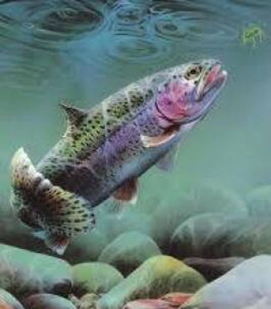 Alex Corbin Profile Photo