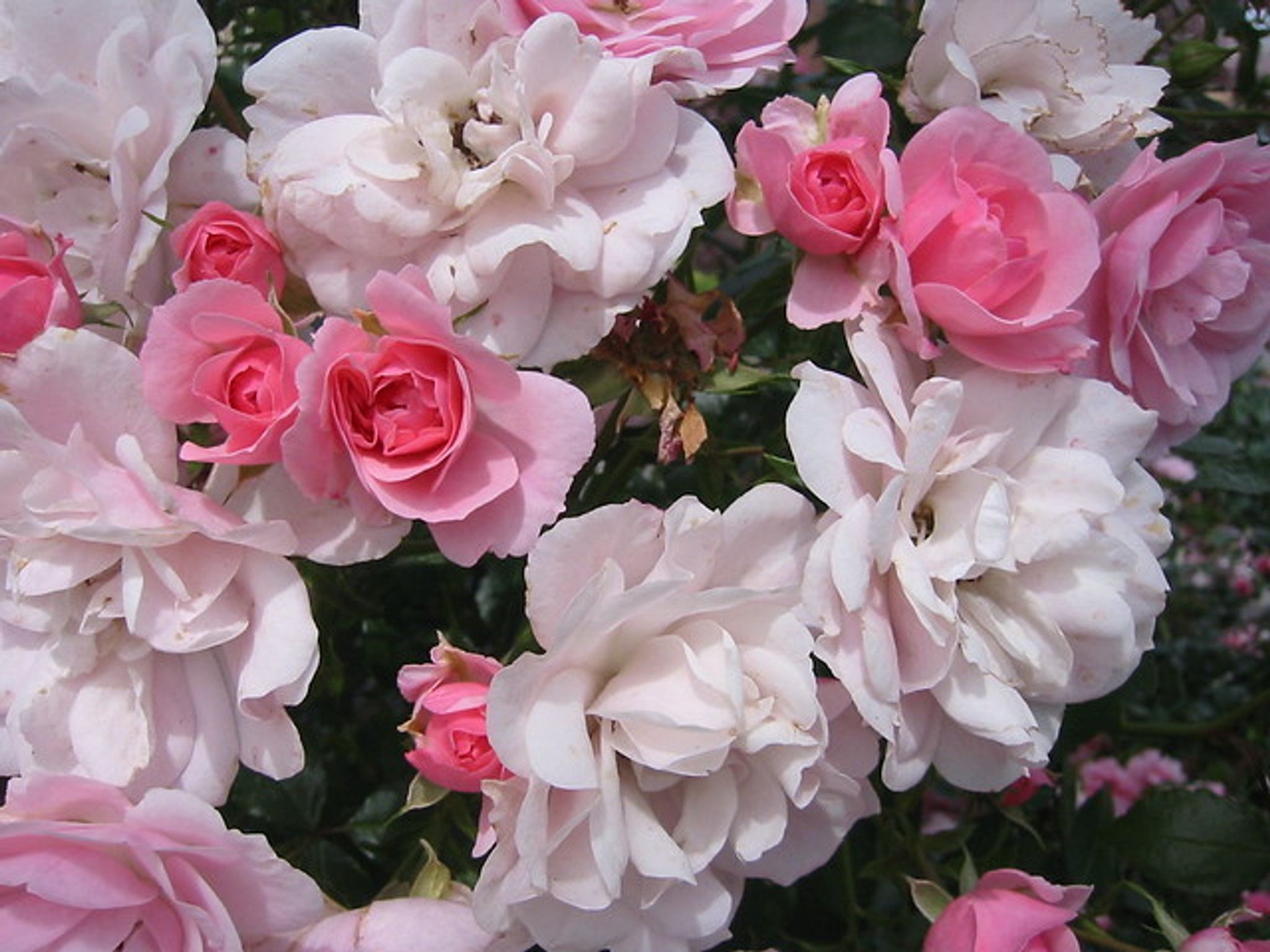 Cover photo for Wilma Jean Couch's Obituary