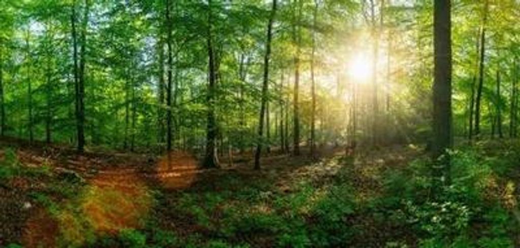 Leonard Frank Woodrow Profile Photo