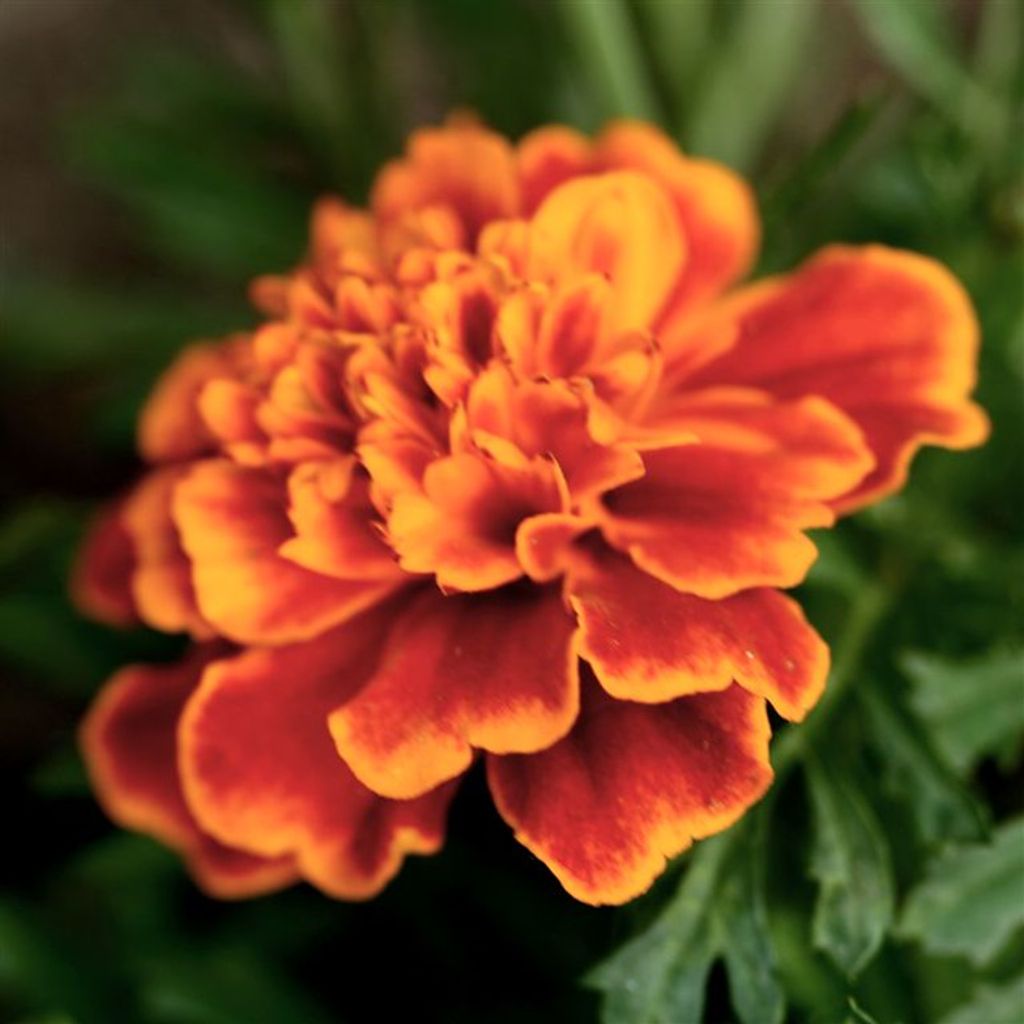 Cover photo for Sheree Weiffenbach's Obituary