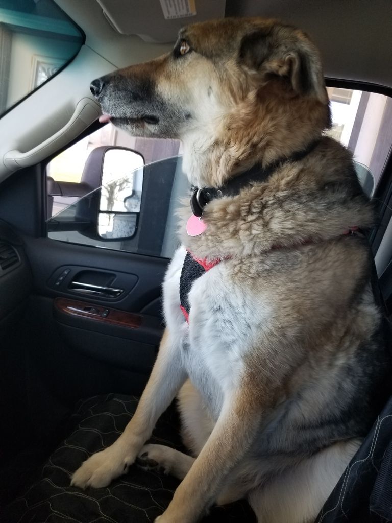 Samson Profile Photo