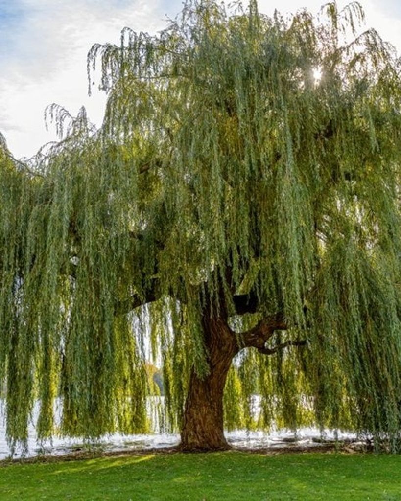 Lee Eric Yaffe Profile Photo