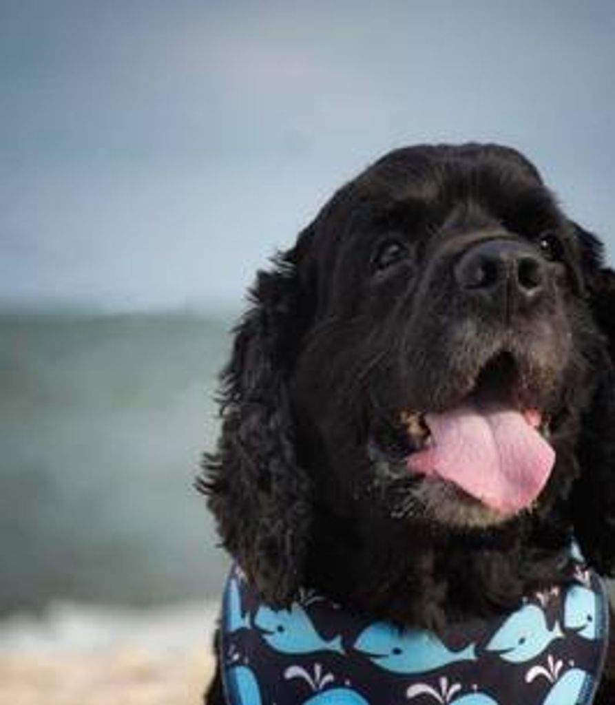 Ziggy Taylor Profile Photo