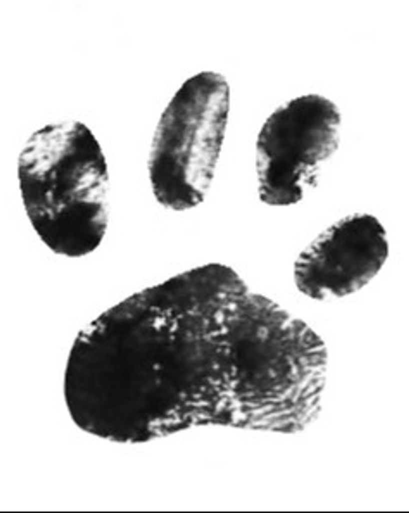 Sir Purr Sharpe Profile Photo