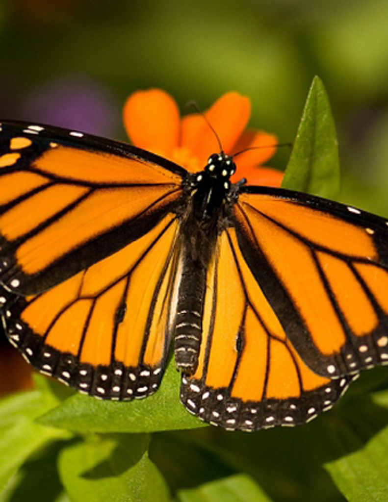 Myrtle I. Spencer Profile Photo