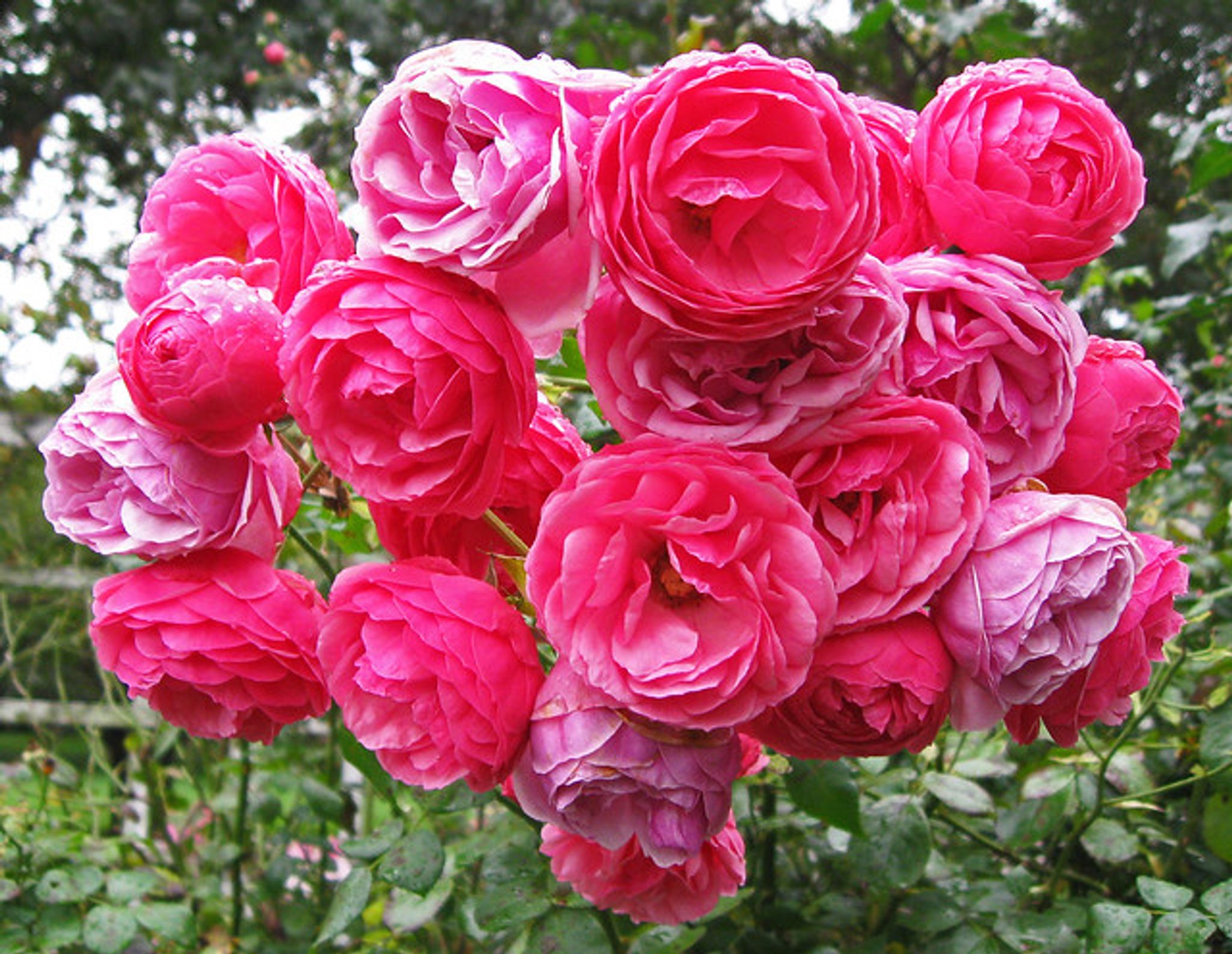 Cover photo for Karen Elizabeth Weed's Obituary