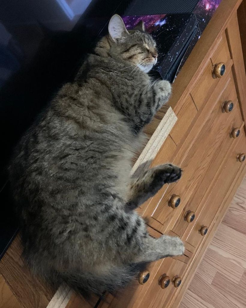 Tigger Adams Profile Photo