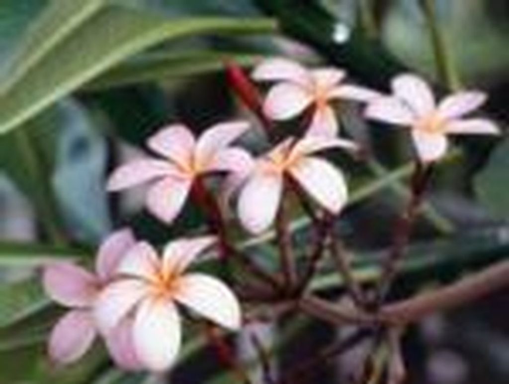 Myrtle Black