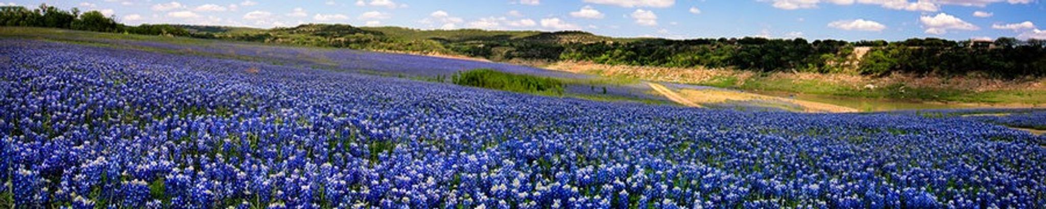 Cover for Candy Bloom's Obituary