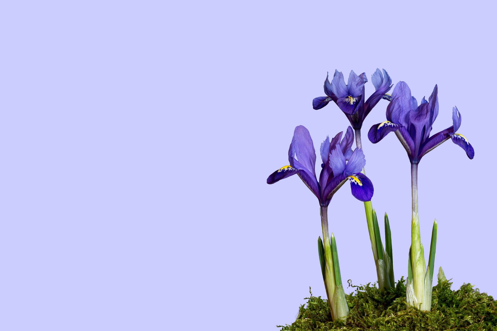 Cover for Gladys Purdum's Obituary