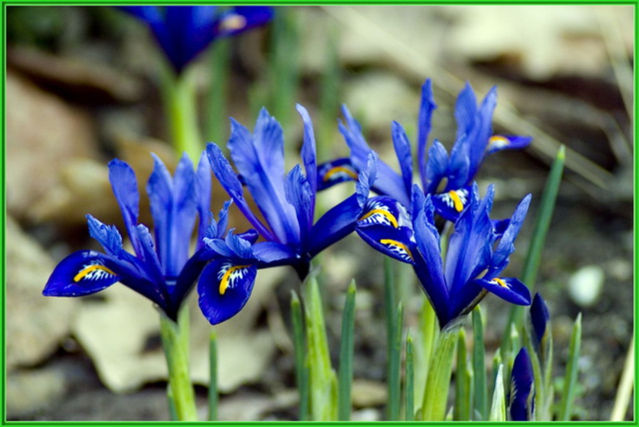 Cover photo for Ann Cardenas Schenck's Obituary