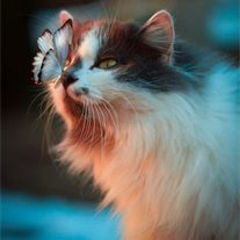 Lori Ann Kissman Profile Photo