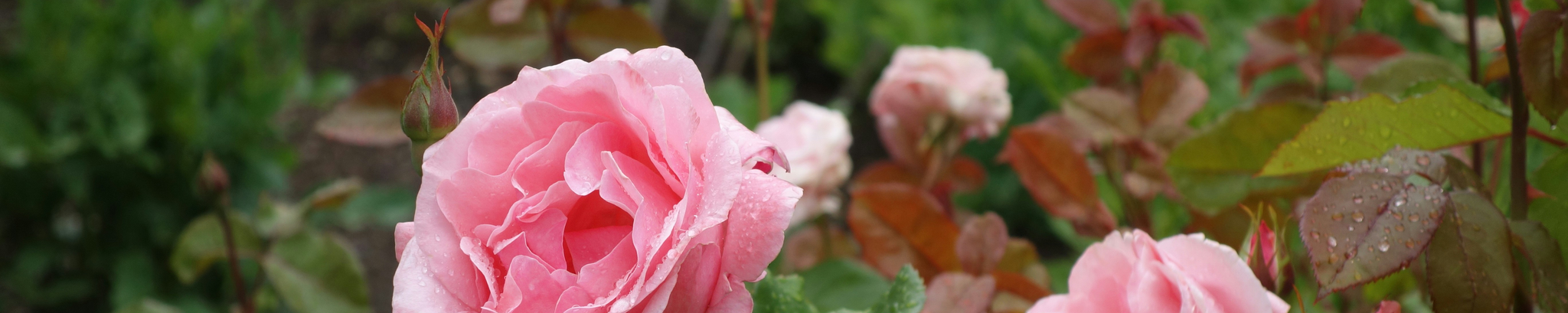 Cover for Nancy Ann Rogers's Obituary