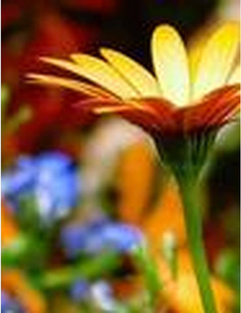 Michelle Lynn Williams